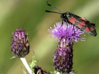 Cuir Spéis sa Dúlra